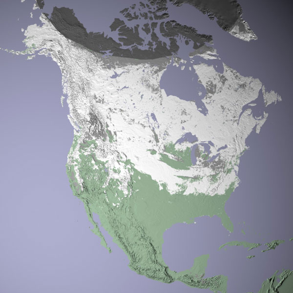 MODIS satellite shows snow cover for North America in January 2003.