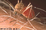 Female Mosquito Feeding on Human Hand