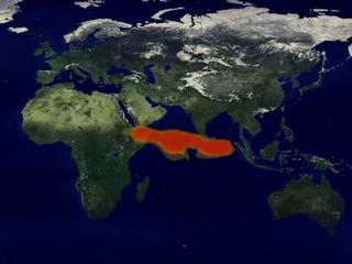 TOMS data shows a sulphur cloud caused by the eruption.