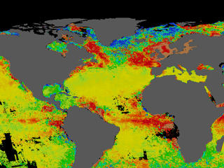 Plankton in the North Atlantic